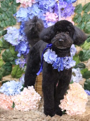 20250627アロちゃん